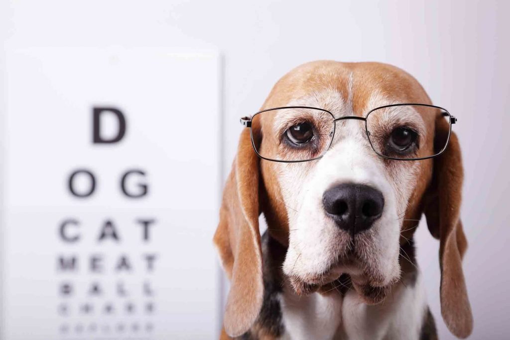 Pets Optical Haleness: Common Syndrome And Checks