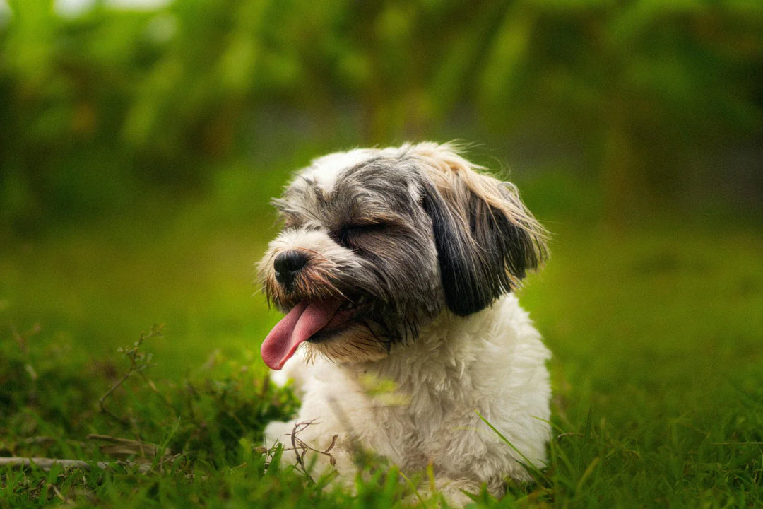 Windswept Shih Tzu with ungroomed, long, dense double coat outdoors, showing why regular Shih Tzu grooming is essential