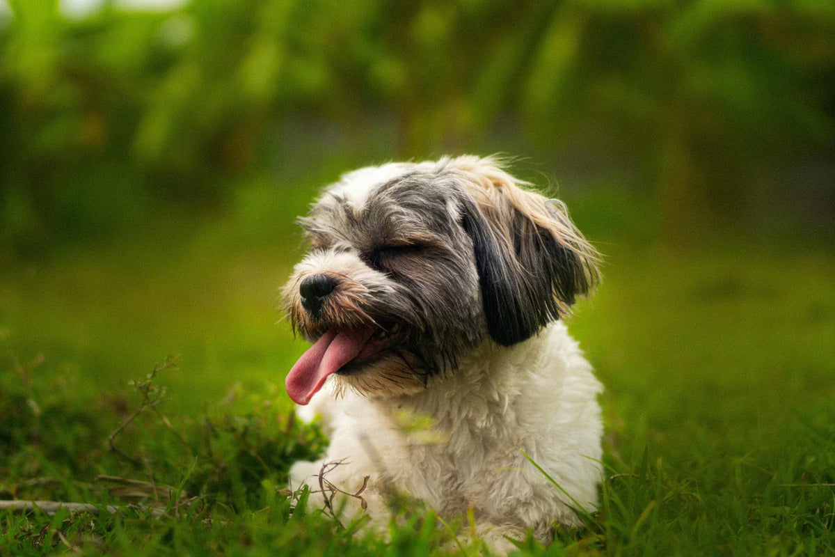 Windswept Shih Tzu with ungroomed, long, dense double coat outdoors, showing why regular Shih Tzu grooming is essential