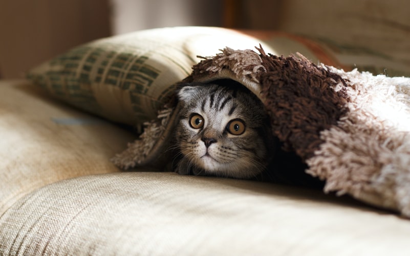 Secrets for Pet owners to a clean and tidy home 