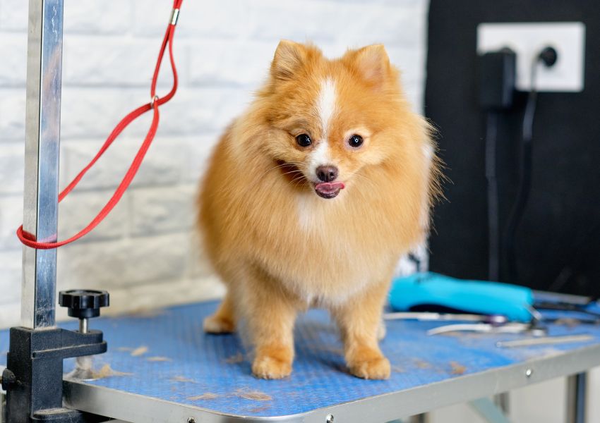 How Portable Grooming Tables Can Boost Your Business