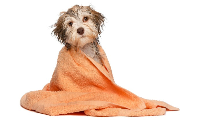 Pre-Work For Grooming - abkgrooming