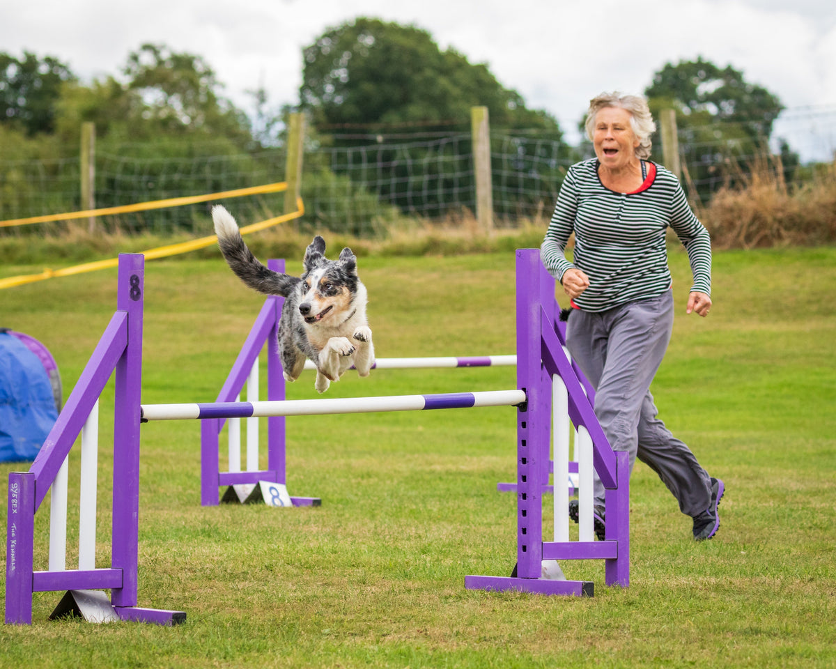 Agility Training For Dogs
