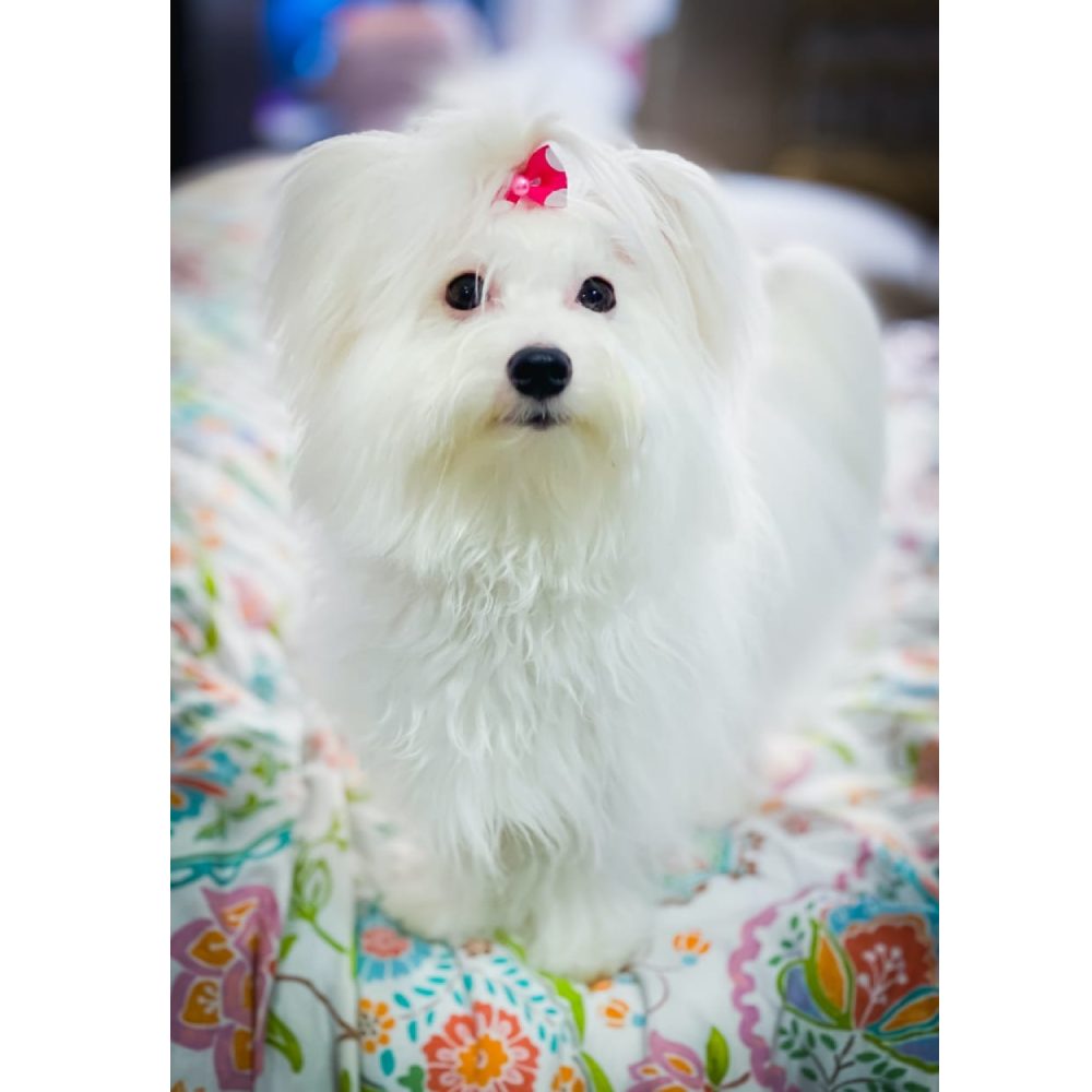 The Secret to a Whiter Coat - abkgrooming