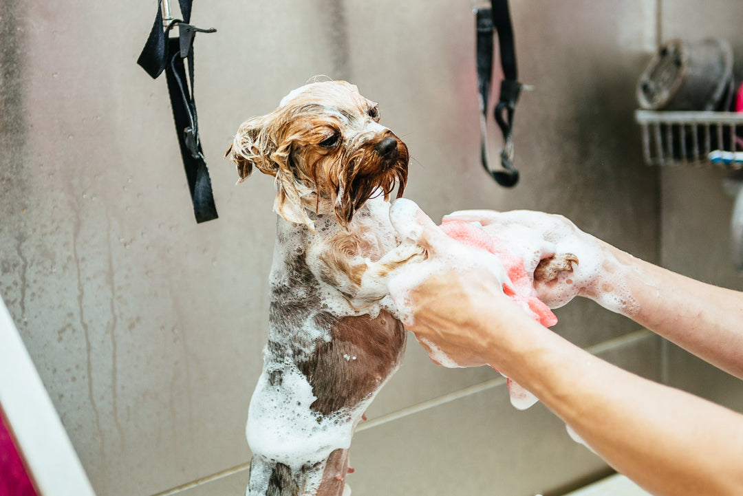 All About Your Pet's Shampoo - abkgrooming