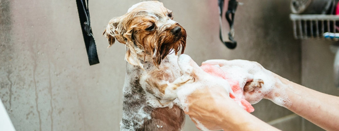 Should You Bathe Your Furry Friend In Winter? - ABK Grooming