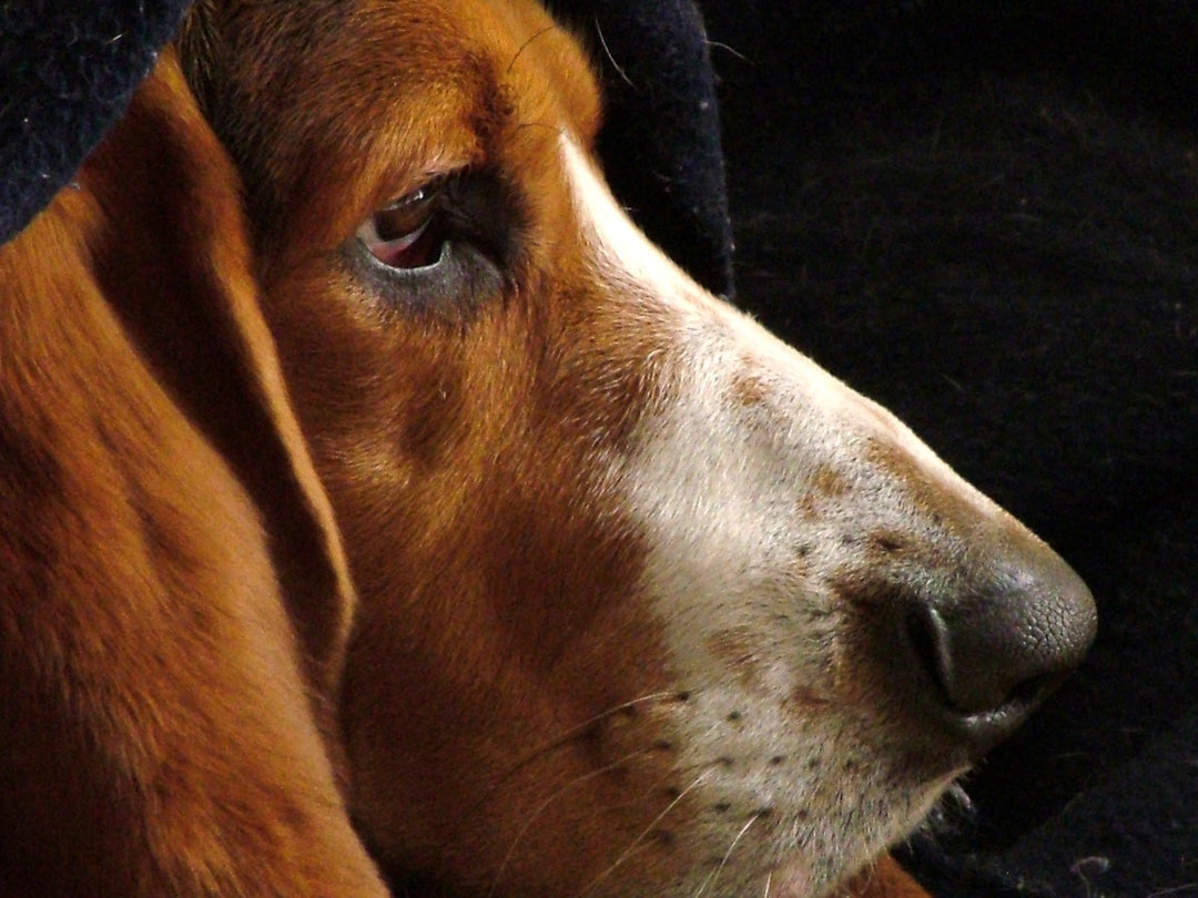 SIX COAT ISSUES & HOW TO FIX THEM - ABK Grooming