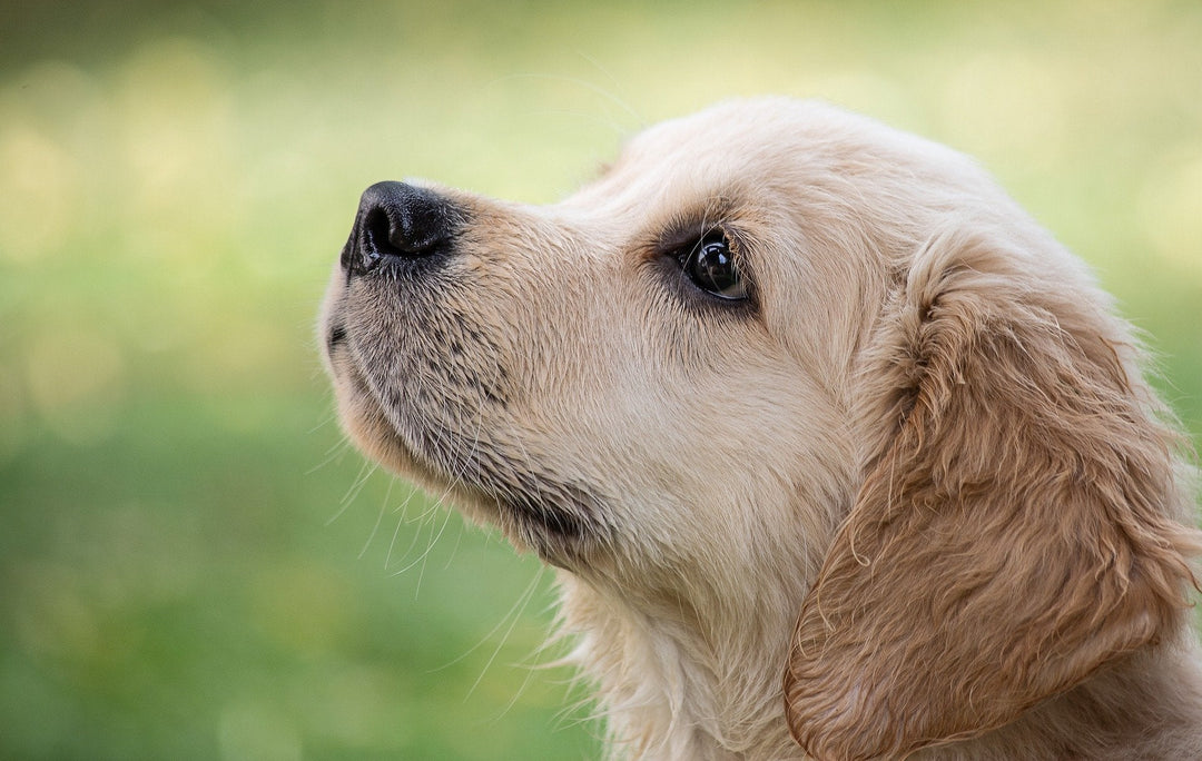 The Health Advantages Enjoyed By A Well Groomed Dog - ABK Grooming