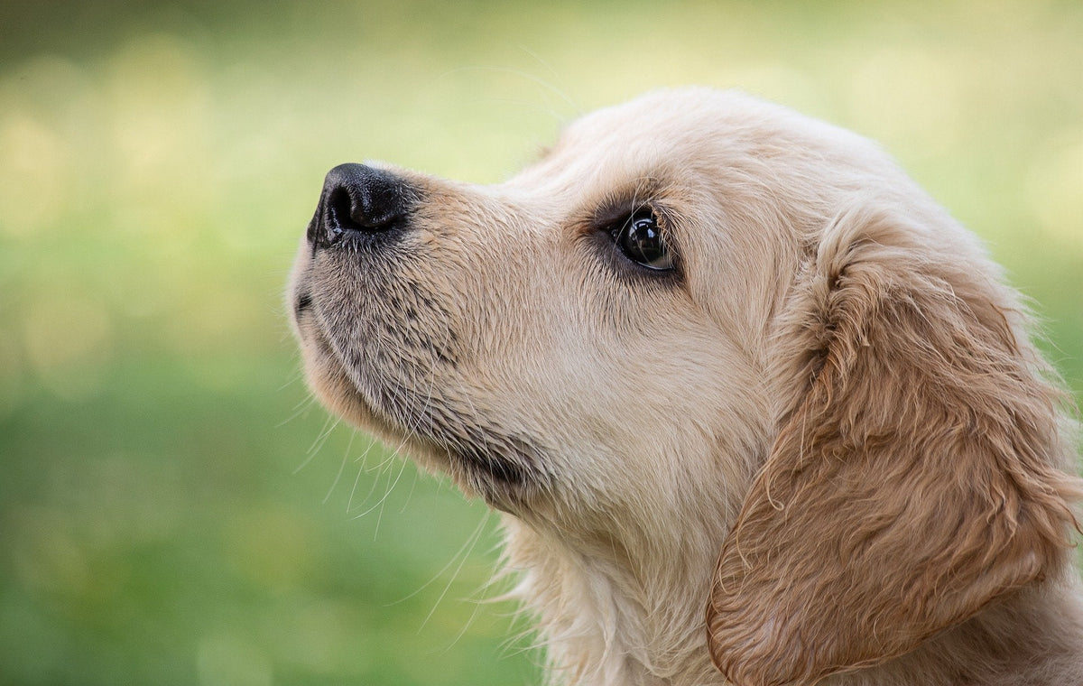 The Health Advantages Enjoyed By A Well Groomed Dog - ABK Grooming