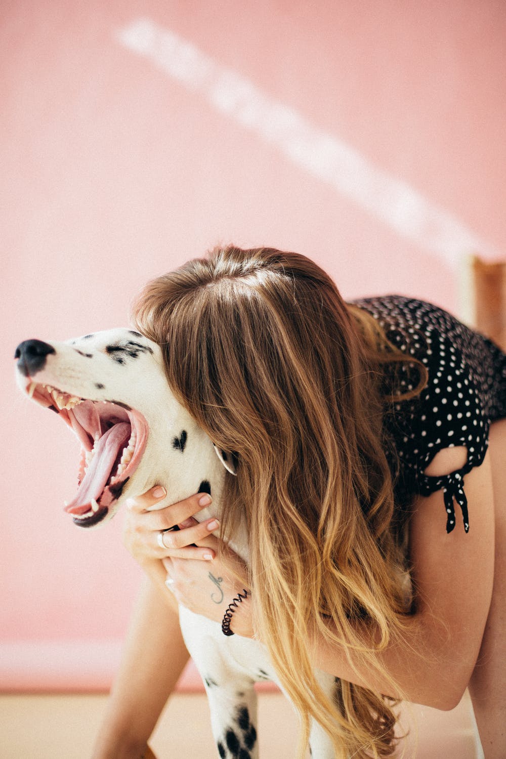 Things Every Dog Owner Should Know about Common Canine Oral Health Problems - ABK Grooming