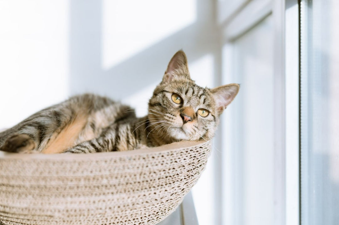 Top 10 Tips To Care for Your Pet This Winter - ABK Grooming