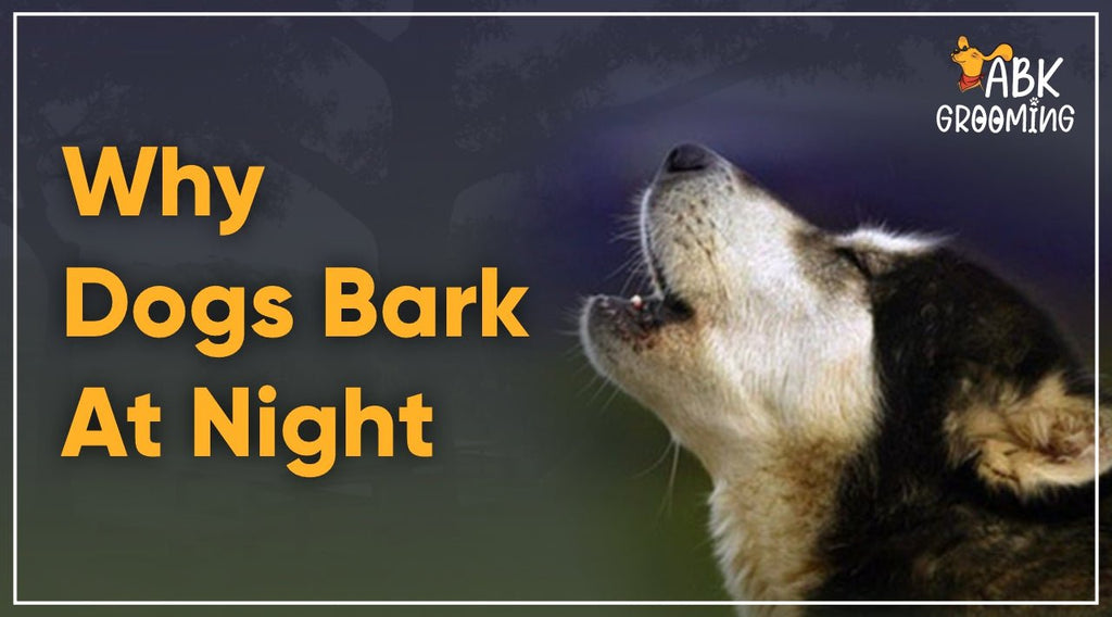 Why do dogs bark at night?