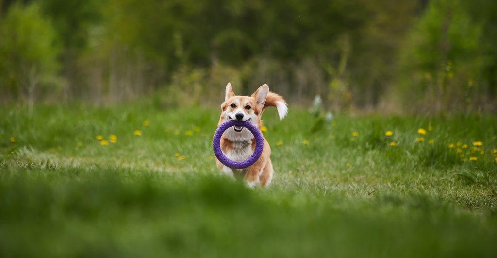 You Must Know These Dog Toy Categories