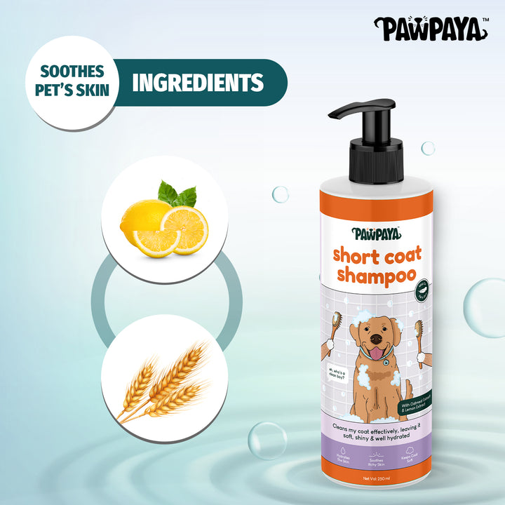 Shampoo, hair shampoo, best shampoo, top shampoo, buy shampoo, shampoo online, shampoo for sale, natural shampoo, organic shampoo, sulfate-free shampoo, moisturizing shampoo, clarifying shampoo, volumizing shampoo, strengthening shampoo, color-safe shampoo, shampoo for oily hair, shampoo for dry hair, shampoo for fine hair, shampoo for thick hair, shampoo for damaged hair, anti-dandruff shampoo, itchy scalp shampoo, sensitive scalp shampoo, hypoallergenic shampoo, medicated shampoo, professional shampoo