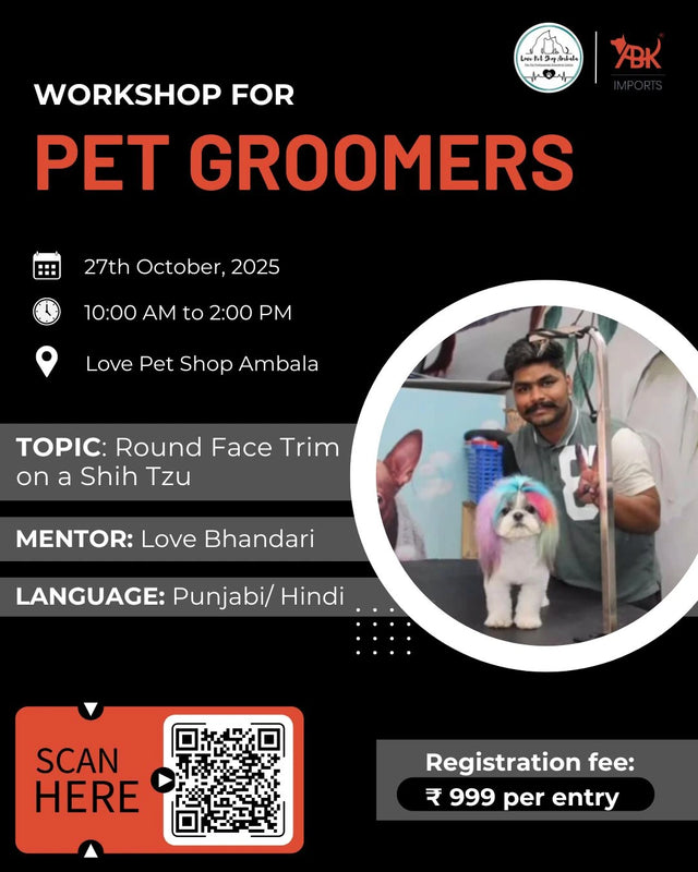 Round Face Trim on a Shih Tzu