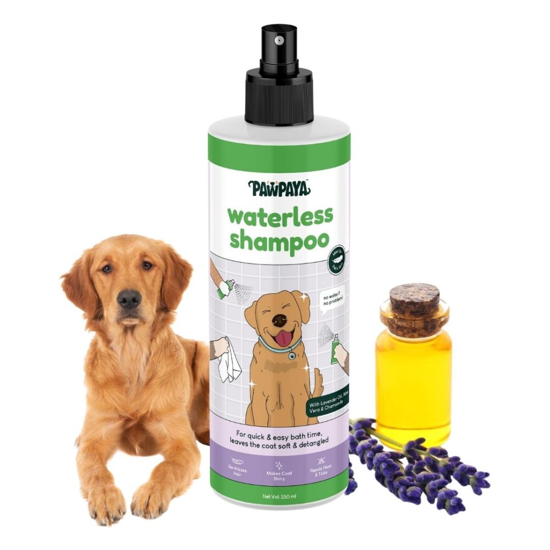 gentle pet shampoo, vet recommended pet shampoo, grooming shampoo for pets, professional pet shampoo, cheap pet shampoo, discount pet shampoo, scented pet shampoo, unscented pet shampoo, pet bath products, pet grooming supplies, animal shampoo, canine shampoo, feline shampoo, small animal grooming, bird bath cleaner, Shampoo, hair shampoo, best shampoo, top shampoo, buy shampoo, shampoo online, shampoo for sale, natural shampoo, organic shampoo, sulfate-free shampoo, moisturizing shampoo, clarifying shampoo