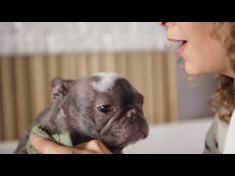 Bio-Groom So-Gentle Hypo-Allergenic Tear-Free Dog Shampoo Gallon (3.8 L)