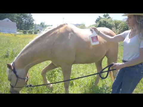 Bio-Groom Repel-35 Flea & Tick Spray