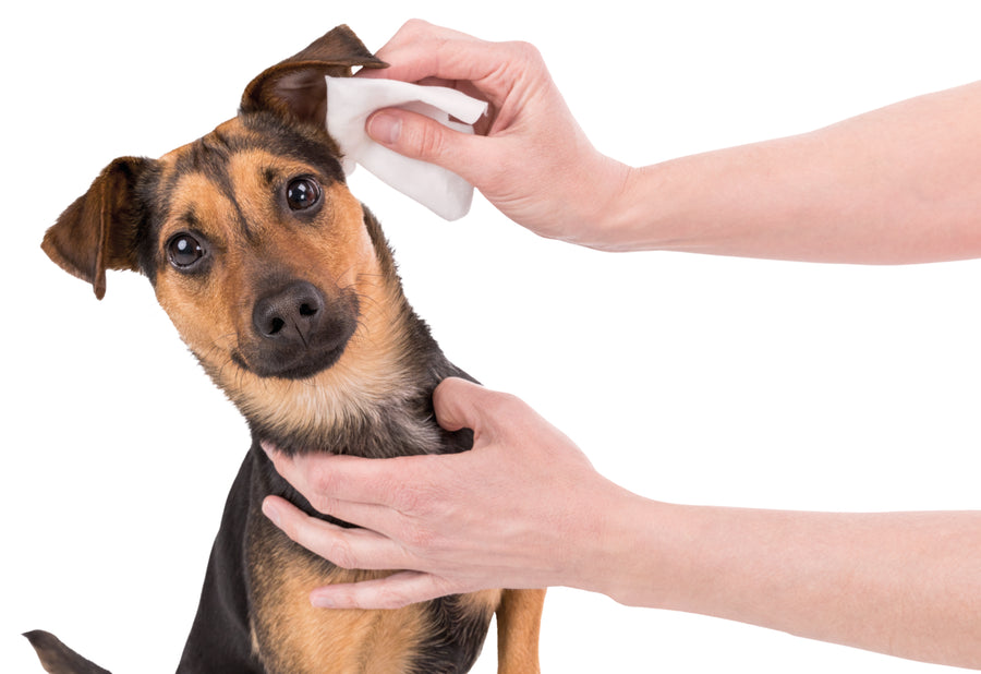 Dual Action Ear Cleaner for Pets - Tropiclean