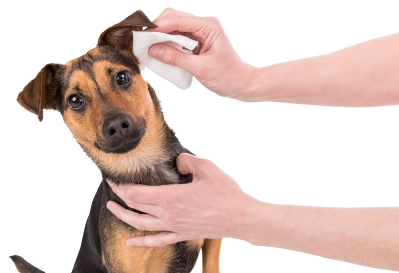 Trixie Ear Care Wipes - Pack of 2 - abkgrooming