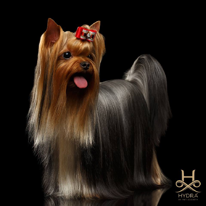 Hydra Groomers Ultra Dematting Spray (5L): Professional-grade formula removes mats, adds shine, hydrates fur. Safe for all dog & cat breeds! Shop dog detangling spray, pet dematting spray, dog grooming spray India at ABK Grooming (India)!