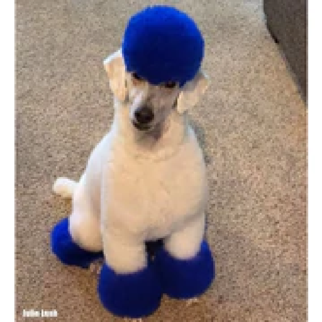 Blue top dog dye