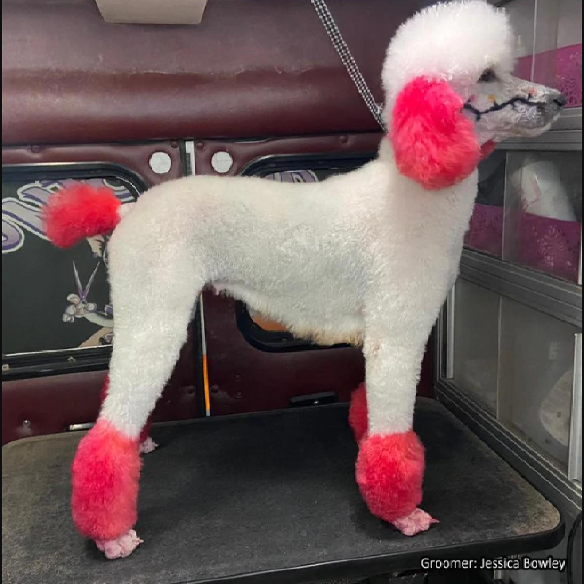 natural dog hair dye
